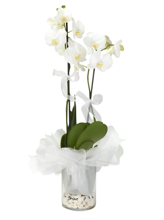 Cam Vazoda Süslü Orkideler