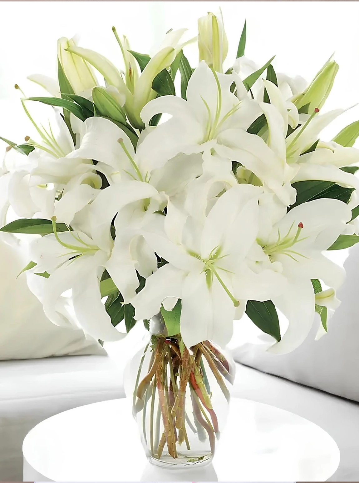 Vazoda Büyük Boy Lilyum